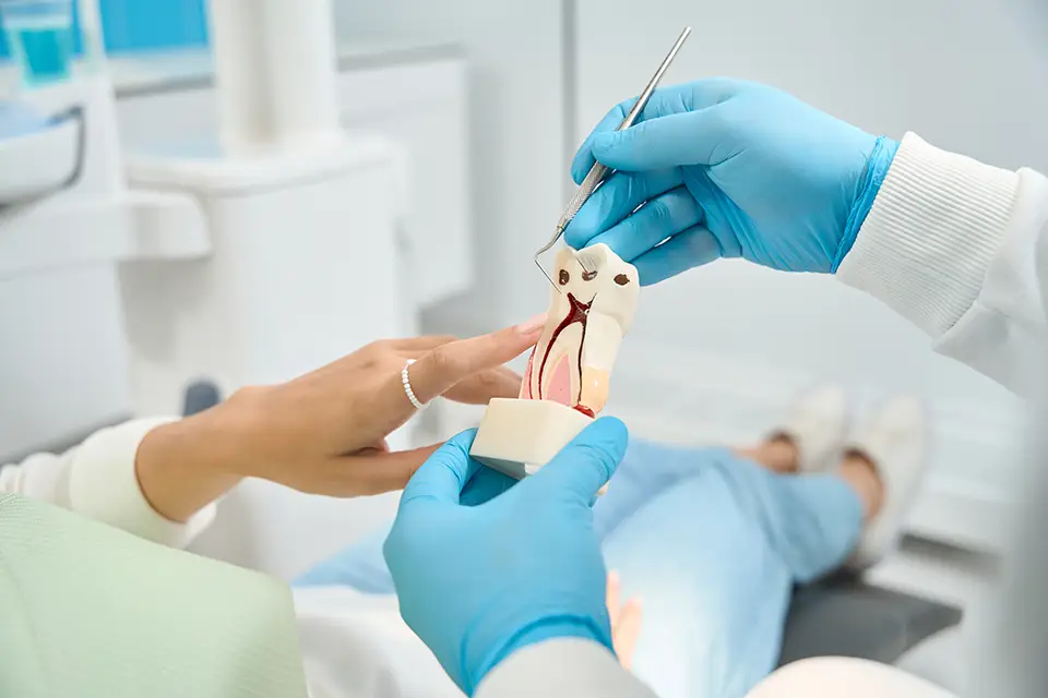 Important Truths about Root Canals 1 Root Canals Save Money & Time in the Long Run